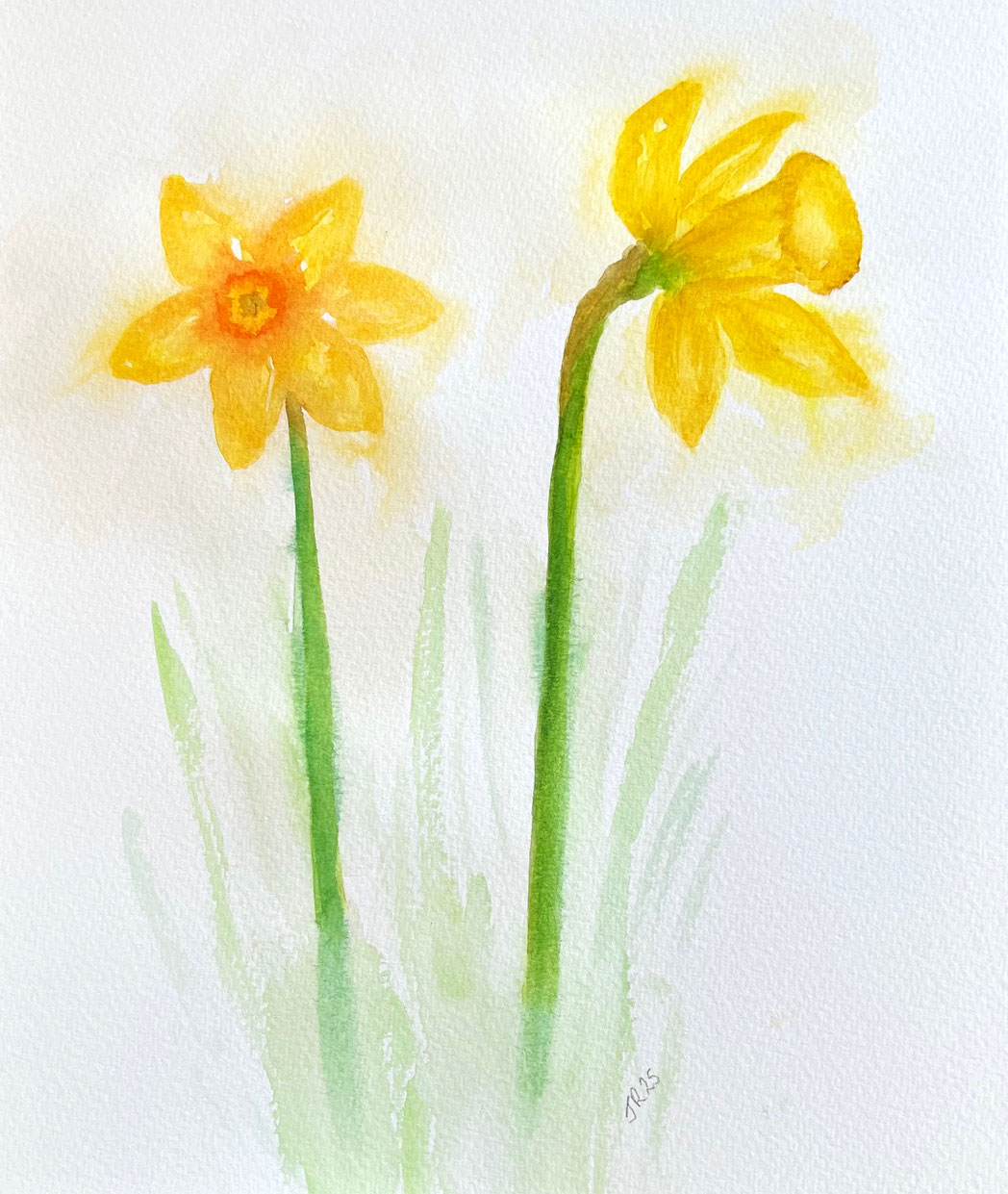 JanetRobDaffodils